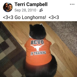 Oreo the cat wearing a Texas shirt
